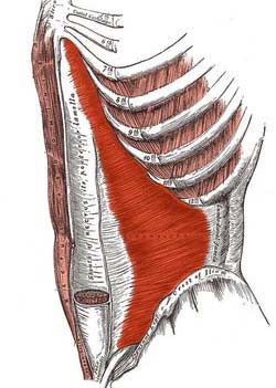 گرفتگی عضلات کمر ، ماهیچه عرضی شکم (آبلیکوس داخلی شکمی)