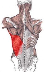 پشتی بزرگ لاتیسموس دورسی min 190x300 - گرفتگی عضلات کمر + نحوه درمان اسپاسم عضلانی